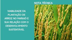 Nota Técnica sobre a Viabilidade da Plantação de Arroz no Marajó e sua relação com o Desenvolvimento Sustentável.